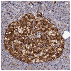 STX3, Rabbit, Polyclonal Antibody, Abnova 100&mu;L; Unlabeled:Antibodies,