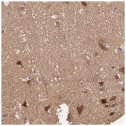 STAP2 Rabbit anti-Human, Polyclonal Antibody, Abnova 100&mu;L; Unlabeled:Antibodies,