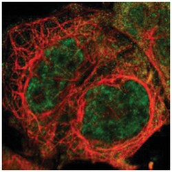 SSRP1 Rabbit anti-Human, Polyclonal Antibody, Abnova 100&mu;L; Unlabeled:Antibodies,