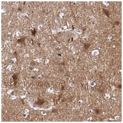 NRXN3, Rabbit, Polyclonal Antibody, Abnova 100&mu;L; Unlabeled:Antibodies,