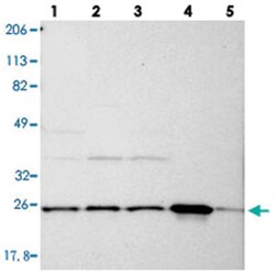 PGRMC1, Rabbit, Polyclonal Antibody, Abnova 100 &mu;L | Buy Online | Abnova Corporation | Fisher Scientific