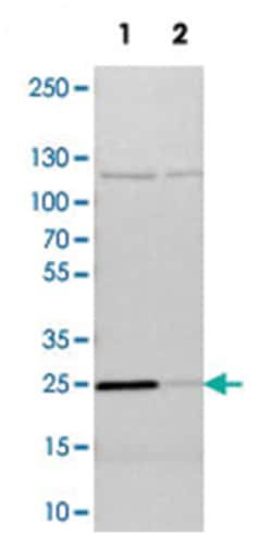 PGRMC1, Rabbit, Polyclonal Antibody, Abnova 100 &mu;L | Buy Online | Abnova Corporation | Fisher Scientific