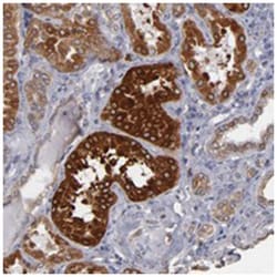 PGRMC1, Rabbit, Polyclonal Antibody, Abnova 100 &mu;L | Buy Online | Abnova Corporation | Fisher Scientific