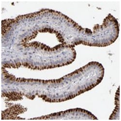 GPM6B, Rabbit, Polyclonal Antibody, Abnova 100 &mu;L | Buy Online | Abnova Corporation | Fisher Scientific