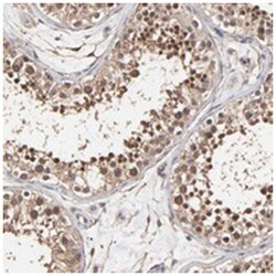 C6orf211 Rabbit anti-Human, Polyclonal Antibody, Abnova 100 &mu;L | Buy Online | Abnova Corporation | Fisher Scientific