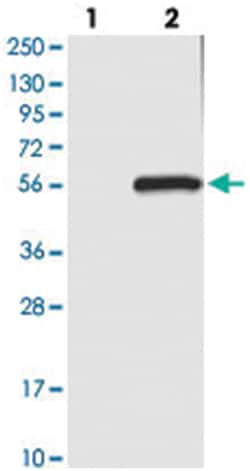 C6orf211 Rabbit anti-Human, Polyclonal Antibody, Abnova 100 &mu;L | Buy Online | Abnova Corporation | Fisher Scientific