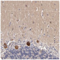 DACT1, Rabbit, Polyclonal Antibody, Abnova 100 &mu;L | Buy Online | Abnova Corporation | Fisher Scientific