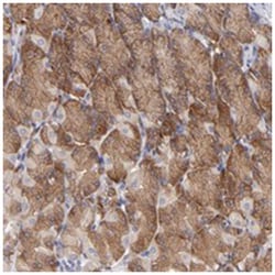EIF3L Rabbit anti-Human, Polyclonal Antibody, Abnova 100 &mu;L | Buy Online | Abnova Corporation | Fisher Scientific