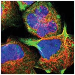 STON2, Rabbit, Polyclonal Antibody, Abnova 100&mu;L; Unlabeled:Antibodies,