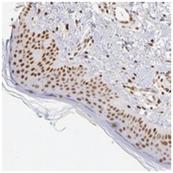 C14orf43, Rabbit, Polyclonal Antibody, Abnova 100&mu;L; Unlabeled:Antibodies,