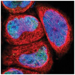 C14orf43, Rabbit, Polyclonal Antibody, Abnova 100&mu;L; Unlabeled:Antibodies,