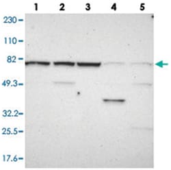 WDR25, Rabbit, Polyclonal Antibody, Abnova 100 &mu;L | Buy Online | Abnova Corporation | Fisher Scientific