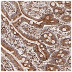 C14orf45 Rabbit anti-Human, Polyclonal Antibody, Abnova 100&mu;L; Unlabeled:Antibodies,