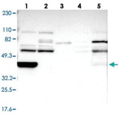 Abnova Corporation&nbsp;RIBC2, Rabbit, Polyclonal Antibody, Abnova&trade;