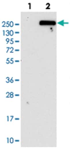 DOCK8, Rabbit, Polyclonal Antibody, Abnova 100 &mu;L | Buy Online | Abnova Corporation | Fisher Scientific