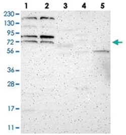 ZNF90, Rabbit, Polyclonal Antibody, Abnova 100 &mu;L | Buy Online | Abnova | Fisher Scientific