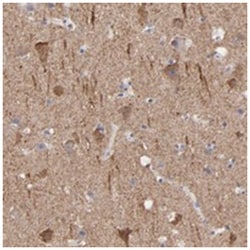 CNTN3, Rabbit, Polyclonal Antibody, Abnova 100&mu;L; Unlabeled:Antibodies,