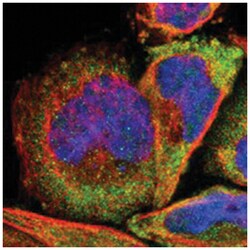 RPL3 Rabbit anti-Human, Polyclonal Antibody, Abnova 100 &mu;L | Buy Online | Abnova Corporation | Fisher Scientific