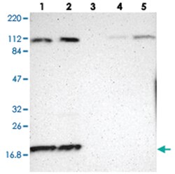 RPL12 Rabbit anti-Human, Polyclonal Antibody, Abnova 100&mu;L; Unlabeled:Antibodies,