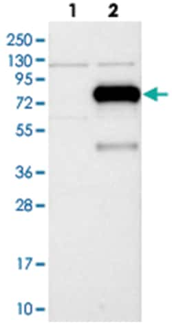 IVNS1ABP Rabbit anti-Human, Polyclonal Antibody, Abnova 100&mu;L; Unlabeled:Antibodies,