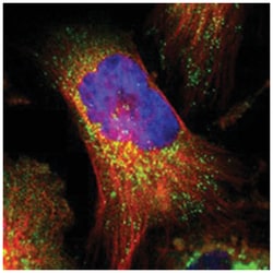 PITPNM2 Rabbit anti-Human, Polyclonal Antibody, Abnova 100&mu;L; Unlabeled:Antibodies,