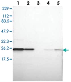 RAB5C, Rabbit, Polyclonal Antibody, Abnova 100&mu;L; Unlabeled:Antibodies,