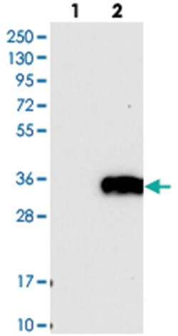 LAT2 Rabbit anti-Human, Polyclonal Antibody, Abnova 100&mu;L; Unlabeled:Antibodies,