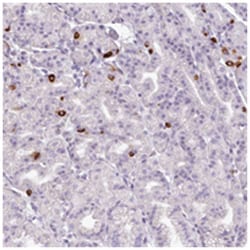 ASB1, Rabbit, Polyclonal Antibody, Abnova 100&mu;L; Unlabeled:Antibodies,