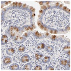 FCGBP Rabbit anti-Human, Polyclonal Antibody, Abnova 100&mu;L; Unlabeled:Antibodies,