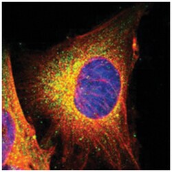 FCGBP Rabbit anti-Human, Polyclonal Antibody, Abnova 100&mu;L; Unlabeled:Antibodies,
