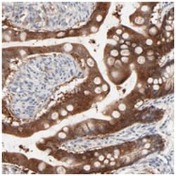 LGALS2 Rabbit anti-Human, Polyclonal Antibody, Abnova 100&mu;L; Unlabeled:Antibodies,