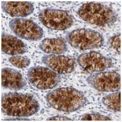 FCGBP Rabbit anti-Human, Polyclonal Antibody, Abnova 100&mu;L; Unlabeled:Antibodies,