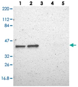 BUB3 Rabbit anti-Human, Mouse, Polyclonal Antibody, Abnova 100 &mu;L | Buy Online | Abnova Corporation | Fisher Scientific