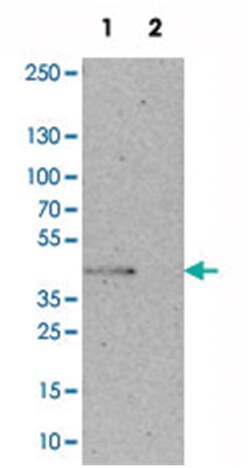 BUB3 Rabbit anti-Human, Mouse, Polyclonal Antibody, Abnova 100 &mu;L | Buy Online | Abnova Corporation | Fisher Scientific