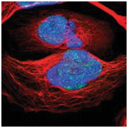 BUB3 Rabbit anti-Human, Mouse, Polyclonal Antibody, Abnova 100 &mu;L | Buy Online | Abnova Corporation | Fisher Scientific