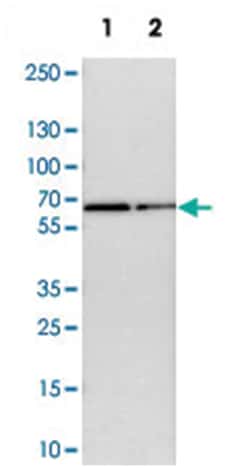 RGAG4, Rabbit, Polyclonal Antibody, Abnova 100&mu;L; Unlabeled:Antibodies,