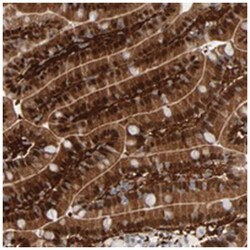 RGAG4, Rabbit, Polyclonal Antibody, Abnova 100&mu;L; Unlabeled:Antibodies,