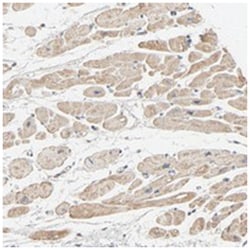 TRIOBP Rabbit anti-Human, Polyclonal Antibody, Abnova 100&mu;L; Unlabeled:Antibodies,