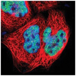 ZNF384, Rabbit, Polyclonal Antibody, Abnova 100 &mu;L | Buy Online | Abnova Corporation | Fisher Scientific