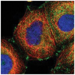 GIT1 Rabbit anti-Human, Polyclonal Antibody, Abnova 100 &mu;L | Buy Online | Abnova Corporation | Fisher Scientific