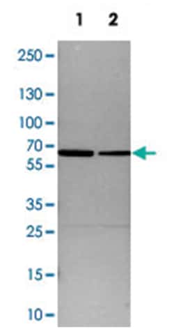 SMARCD1, Rabbit, Polyclonal Antibody, Abnova 100&mu;L; Unlabeled:Antibodies,