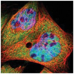 SDCCAG1 Rabbit anti-Human, Polyclonal Antibody, Abnova 100&mu;L; Unlabeled:Antibodies,