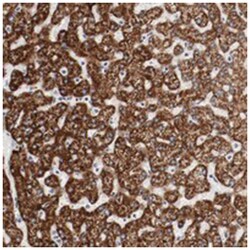 GIT1 Rabbit anti-Human, Polyclonal Antibody, Abnova 100&mu;L; Unlabeled:Antibodies,