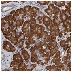 HDLBP Rabbit anti-Human, Polyclonal Antibody, Abnova 100&mu;L; Unlabeled:Antibodies,