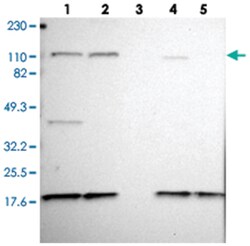 KIF5A Rabbit anti-Human, Rat, Polyclonal Antibody, Abnova 100 &mu;L | Buy Online | Abnova Corporation | Fisher Scientific