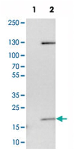KIF5A Rabbit anti-Human, Rat, Polyclonal Antibody, Abnova 100 &mu;L | Buy Online | Abnova Corporation | Fisher Scientific