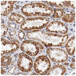 KIF5A Rabbit anti-Human, Rat, Polyclonal Antibody, Abnova 100 &mu;L | Buy Online | Abnova Corporation | Fisher Scientific