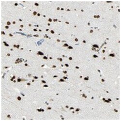 MYEF2, Rabbit, Polyclonal Antibody, Abnova 100&mu;L; Unlabeled:Antibodies,