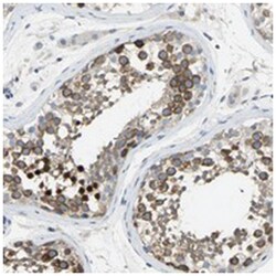 DLGAP5 Rabbit anti-Human, Polyclonal Antibody, Abnova 100&mu;L; Unlabeled:Antibodies,