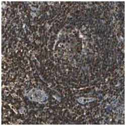 USP40, Rabbit, Polyclonal Antibody, Abnova 100&mu;L; Unlabeled:Antibodies,